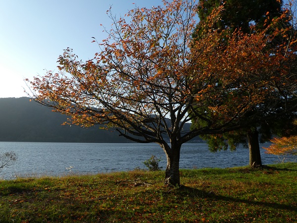 今年の秋　私の風景①　余呉湖畔の細い木