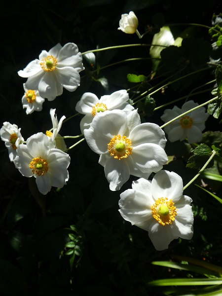 やはりシュウメイギクは白色がいい（自宅の庭①） ～秋の夕陽に照らされて（2019年）