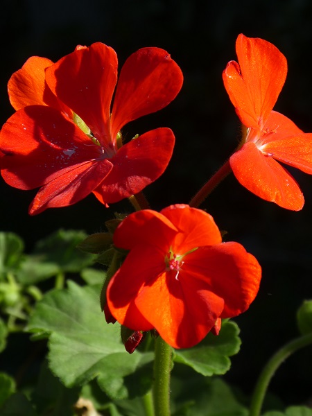 ゼラニウムの赤い花が輝いている（自宅の庭②） ～秋の夕陽に照らされて（2019年）