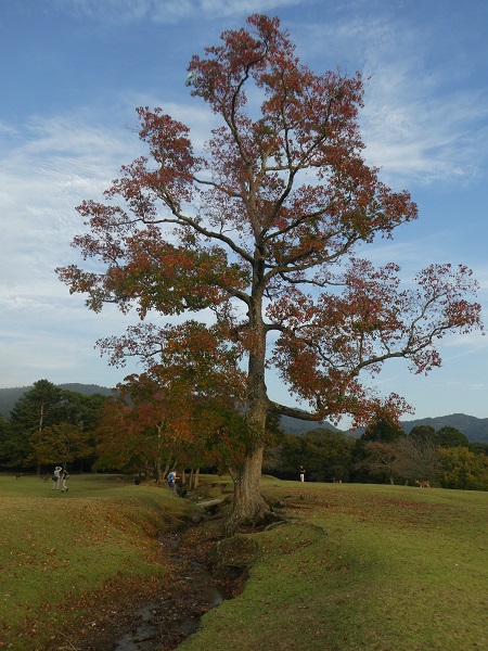 《苦悩する木》の紅葉（奈良　飛火野②）～秋の夕陽に照らされて（2019年）