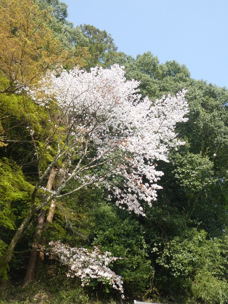 去年の花見はこんなものでした―その10― 一本の桜だが、鮮やかに匂い立つようだ