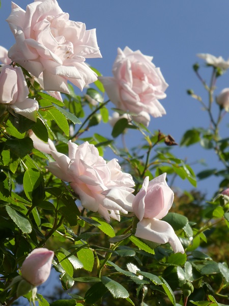 ５月の庭から① きれいなバラには棘（とげ）がある。