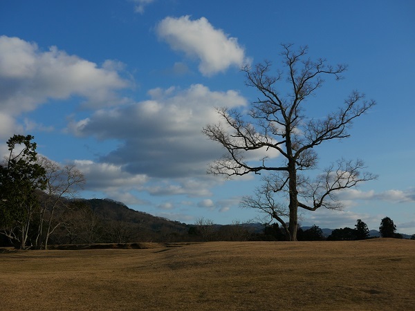 冬の奈良を歩く④《飛火野では、人は木を目指して歩く》