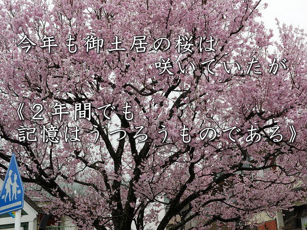 今年も御土居の桜は咲いていたが《２年間でも記憶はうつろうものである》